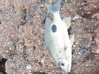 Тревел на 150 граммов заставил меня тоже захотеть такую морскую палку