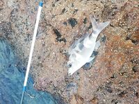 Тревел на 150 граммов заставил меня тоже захотеть такую морскую палку