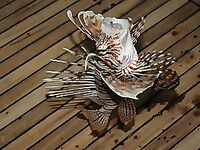 Четыре дня на яхте у Хургады дали мне троллинг кальмаров и несъеденную акулу