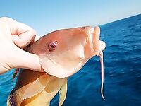 Четыре дня на яхте у Хургады дали мне троллинг кальмаров и несъеденную акулу