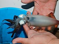 Четыре дня на яхте у Хургады дали мне троллинг кальмаров и несъеденную акулу