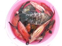 Подубинистая закидушка с двумя крючками выглядела у меня самым прямым морским решением