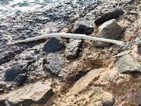 Полуостров у Calimera Blend в Хургаде дал мне каранкса и ключ к пилькерам