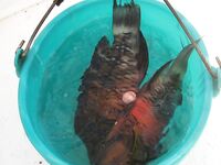 Профессиональная яхта в Хургаде оказалась тестом для нервов а пирс добрал мне рыбу