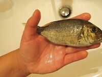 Профессиональная яхта в Хургаде оказалась тестом для нервов а пирс добрал мне рыбу