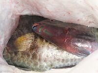 Профессиональная яхта в Хургаде оказалась тестом для нервов а пирс добрал мне рыбу