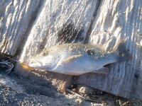 Зимняя Хургада отдала мне ультралайт с берега и фугу вместо большого сезона