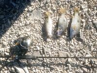 Зимняя Хургада отдала мне ультралайт с берега и фугу вместо большого сезона