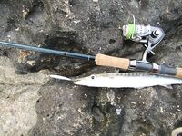 Айя-Напа дала мне двадцать минут барракуды а потом метрового флейторыла