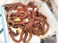 Протарас быстро отучил меня от черноморской коробки и вывел к бомбарде с нереисом