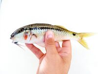 Протарас быстро отучил меня от черноморской коробки и вывел к бомбарде с нереисом