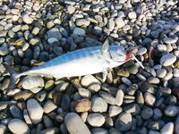 Паламут в Коньяалты любит дальнюю бомбарду и срывается у берега в прибое