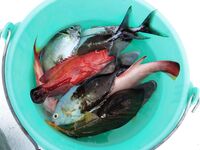 Хургада с берега выбрала улиток а экскурсионную яхту оставила слабым компромиссом