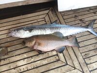 Хургада дала нам утренний троллинг а донка добрала основной вес уже после