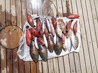 Сафага держит катер под рукой а лучше всего отвечает на кальмара с тиролькой