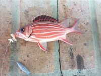 Хургада быстро наказала меня за отпуск без своих снастей и нормальных крючков