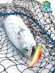 Queen fish на втором забросе не спас систематику когда барракуда срезала нас на trevally-точке