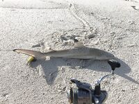 Фулхаду сначала срезал мне плетню а потом отдал первого GT с берега и с лодки