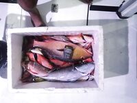 Фихалхохи молчал до финиша а потом отдал мне акулу с меня ростом