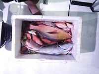 Фихалхохи молчал до финиша а потом отдал мне акулу с меня ростом