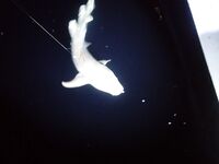 Фихалхохи молчал до финиша а потом отдал мне акулу с меня ростом