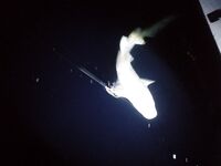 Фихалхохи молчал до финиша а потом отдал мне акулу с меня ростом