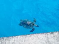 Мушимас у пирса кормил местных а нянька выбирала живца уже у моей жены