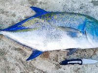 Мушимас у пирса кормил местных а нянька выбирала живца уже у моей жены