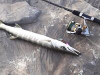 Закрытый пляж Рас-эль-Хаймы дал мне первых барракуд а утром подсунул каракатицу