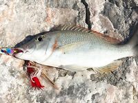 Марджан к закату оживал на поперы и пилькеры а утро гасило камни в ноль