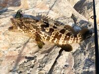 Марджан к закату оживал на поперы и пилькеры а утро гасило камни в ноль