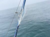 Ближний котел сдулся а дальняя точка у Абу-Даби отдала kingfish 5-7 кг