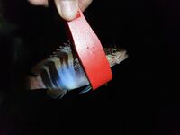 Высокий берег дал мне страшил и красоток а Малая бухта потом добрала ставридкой