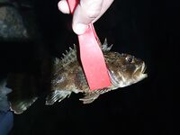 Высокий берег дал мне страшил и красоток а Малая бухта потом добрала ставридкой