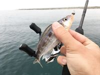 Воскресный отвес и поджиговка в Севастополе закончились дельфинами на полведра ставриды