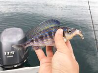 Воскресный отвес и поджиговка в Севастополе закончились дельфинами на полведра ставриды