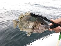 Воскресный отвес и поджиговка в Севастополе закончились дельфинами на полведра ставриды