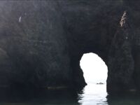 Воскресный отвес и поджиговка в Севастополе закончились дельфинами на полведра ставриды