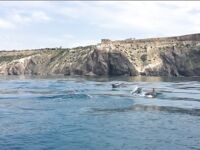 Воскресный отвес и поджиговка в Севастополе закончились дельфинами на полведра ставриды