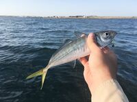 Севастополь дал хорошую ставриду и луфаря а сходы начались уже у самого борта