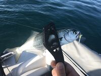 Севастополь дал хорошую ставриду и луфаря а сходы начались уже у самого борта