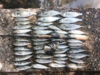 Севастополь дал хорошую ставриду и луфаря а сходы начались уже у самого борта