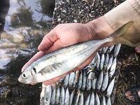 Севастополь дал хорошую ставриду и луфаря а сходы начались уже у самого борта