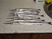 Сарган в Севастополе не пропал а быстрый твич раскрыл пилькеры 5 и 7 граммов