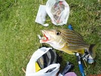 Варадеро дал мне лишь два океанских дня а остальное пришлось вытаскивать катамараном и каналом