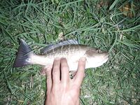 Варадеро дал мне лишь два океанских дня а остальное пришлось вытаскивать катамараном и каналом