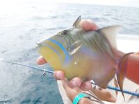 Варадеро дал мне лишь два океанских дня а остальное пришлось вытаскивать катамараном и каналом