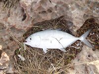 Варадеро дал мне лишь два океанских дня а остальное пришлось вытаскивать катамараном и каналом