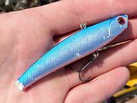 Сардины на пляжах Варадеро держали барракуду крепче приливов и закрытых проходов