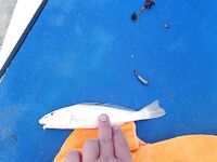 Барракуда на канале после марины пришла раньше чем что-то тяжелое сломало мне кончик спиннинга